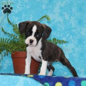 Barby, Boston Terrier Mix Puppy